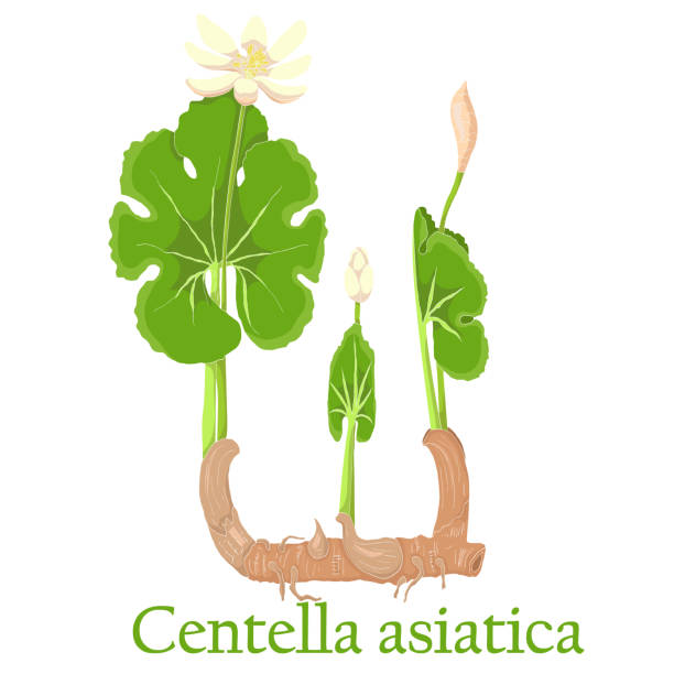 centella asiatica. illustration of a plant in a vector with flower for use ...