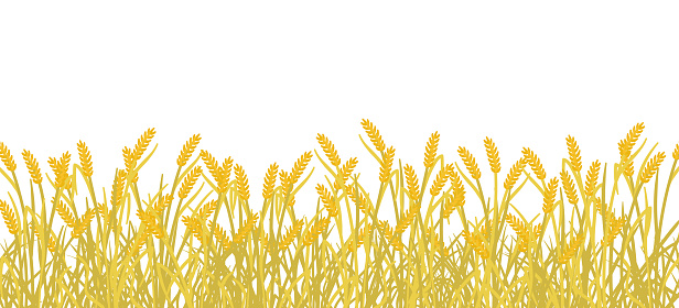 Cereal rye field banner background. Yellow gold autumn agricultural plant grass. Barley vector illustration. Agricultural wheat harvest.