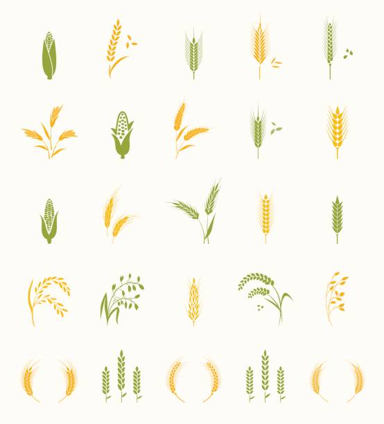 ilustrações, clipart, desenhos animados e ícones de conjunto de ícones de cereais. - soy field