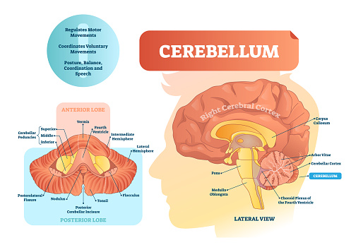 Cerebellum vector illustration. Medical labeled diagram with internal view. Isolated anterior, posterior lobe and lateral view. Organ for speech, balance and coordination