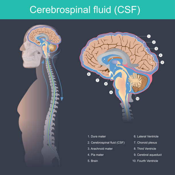 Cerebrospinal fluid Cerebrospinal fluid (CSF) It protects the brain and spinal cord from impact, eliminates waste from the brain and spinal cord, and helps toxins in the blood enter the brain tissue. central nervous system stock illustrations