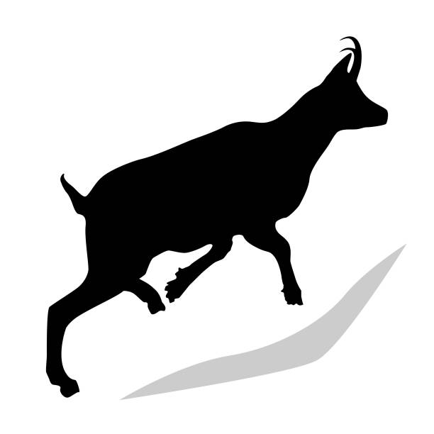 illustrazioni stock, clip art, cartoni animati e icone di tendenza di chamois (rupicapra rupicapra) silhouette in nero - profilo laterale. disegno di una vera capra di montagna che si muove verso l'alto. - stambecco delle alpi