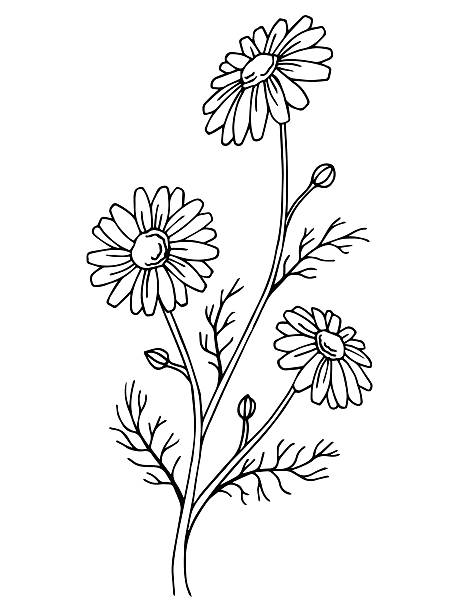 cartoon of a daisy flower outline black stock illustrations.