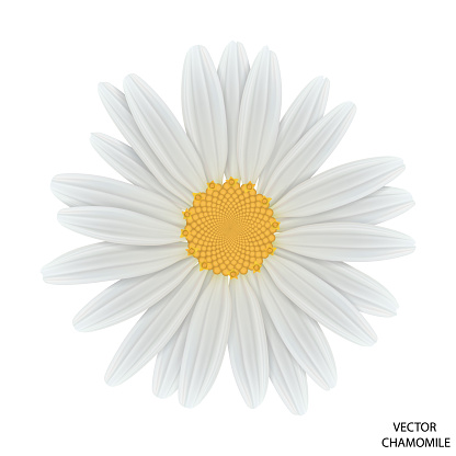 Chamomile flower top view. Close-up daisy. Vector EPS 10.