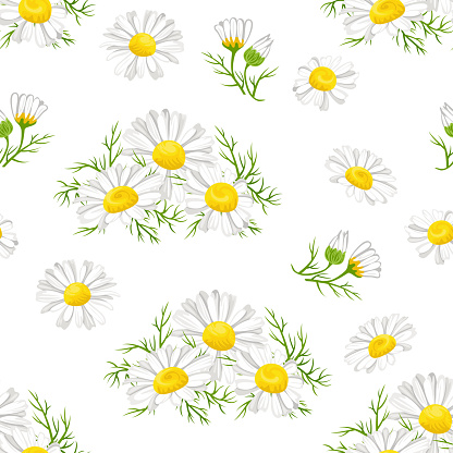 Chamomile flowers with green leaves on a white background seamless pattern. Vector floral illustration of daisy in cartoon simple flat style.