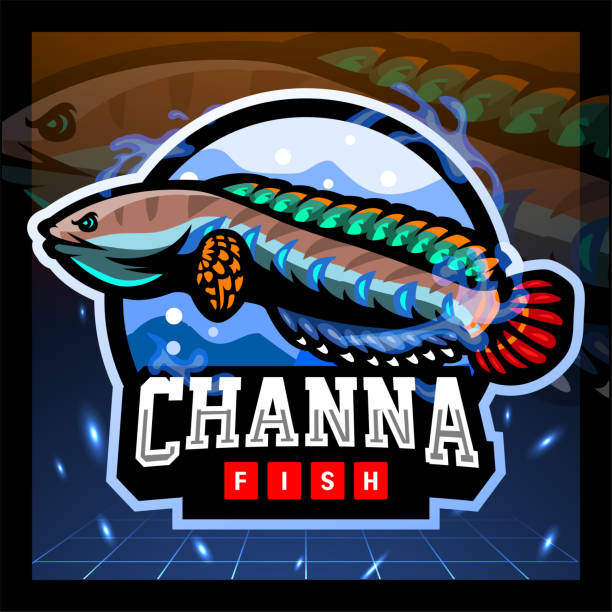 Channa fish