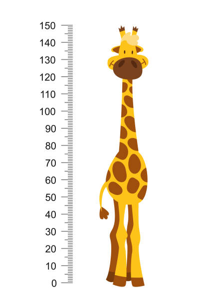 ilustrações de stock, clip art, desenhos animados e ícones de cheerful funny giraffe with long neck. height meter or meter wall or wall sticker from 0 to 150 centimeters to measure growth. childrens vector illustration - doctor wall