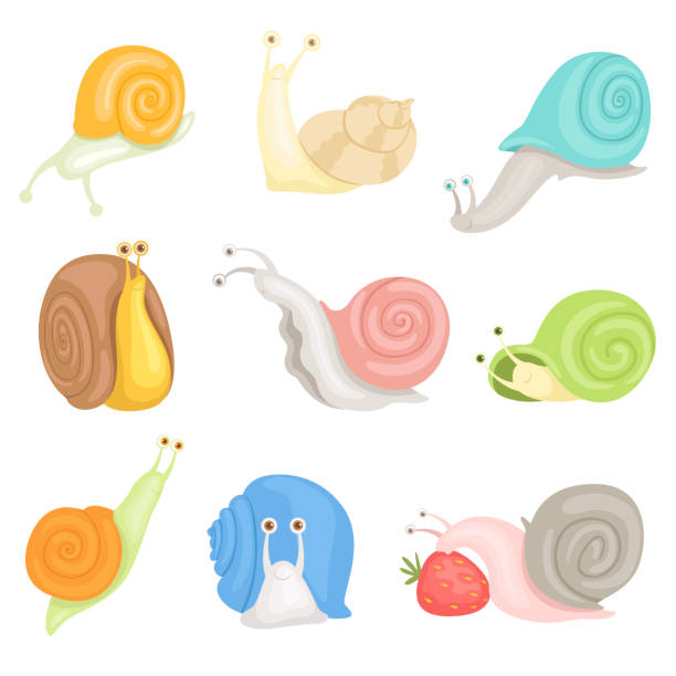 Cheerful little garden snails set, cute clams with colorful shells vector Illustrations on a white background Cheerful little garden snails set, cute clams with colorful shells vector Illustrations isolated on a white background. snail stock illustrations
