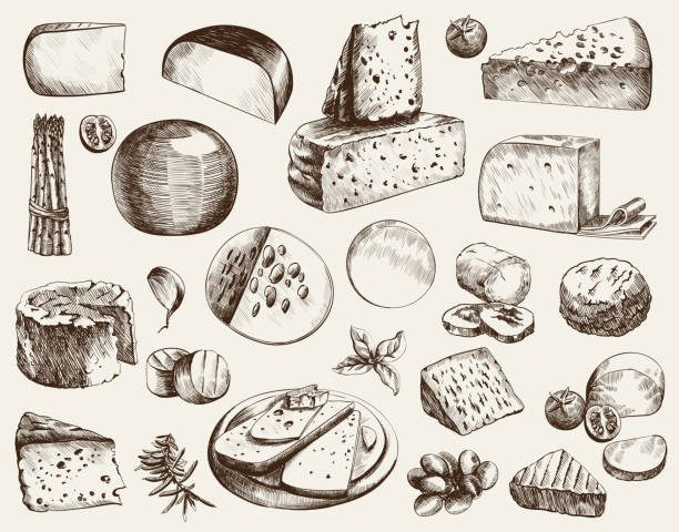 cheesemaking cheesemaking various types of cheese set of vector sketches on a white background cheese clipart stock illustrations