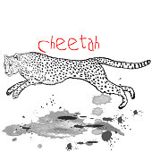 Cheetah animal run