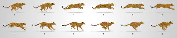 Cheetah Run cycle animation Sequence Cheetah Running animation frames and sprite sheet running borders stock illustrations