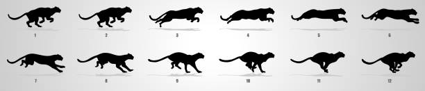 bildbanksillustrationer, clip art samt tecknat material och ikoner med cheetah run cycle animation sekvens - jaguar kattdjur