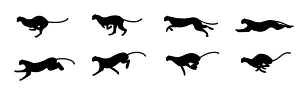 Cheetah run cycle Eight posses of Cheetah run cycle, run sequence. silhouette. animation. spite sheet, sprite animation, sprites. speed silhouettes stock illustrations