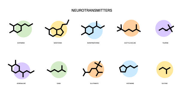 Chemical formulas of neurotransmitters Set of chemical formulas of neurotransmitters. Hormones in the human brain and cns. Gaba, glycine, histamine, glutamate icons. Taurine, adrenaline and acetylcholine molecules flat vector illustration. neurotransmitter stock illustrations