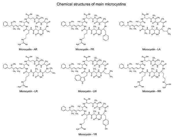 Chemical structural formulas of main microcystins vector art illustration