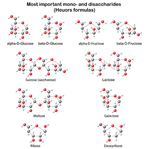 Chemical structural models of main mono- and disaccharides vector art illustration