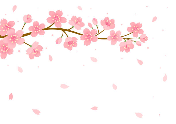 벚꽃 배경 - 꽃 나무 stock illustrations