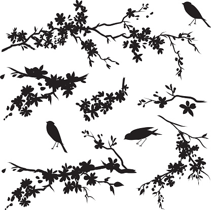 Cherry Blossom Branches in Bloom & Birds Black Silhouette