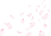 istock Cherry blossoms background 1210214392
