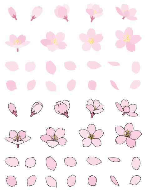 ilustrações, clipart, desenhos animados e ícones de pétala de broto de cerejeiras - petalas