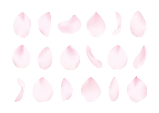 ilustrações de stock, clip art, desenhos animados e ícones de cherry blossoms petal set - pétala