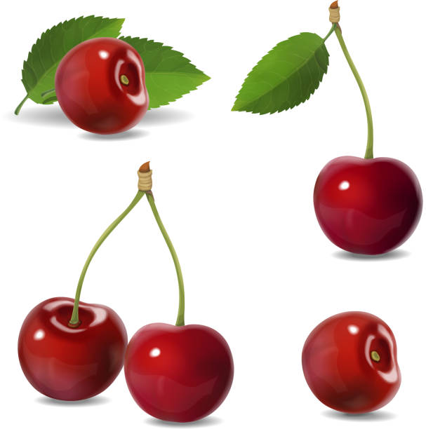illustrazioni stock, clip art, cartoni animati e icone di tendenza di set di icone vettoriali di frutta realistiche ciliegia. illustrazione isolata - ciliegie