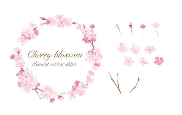 Cherry round frame and element watercolor illustration trace vector Cherry round frame and element watercolor illustration trace vector cherry blossom stock illustrations