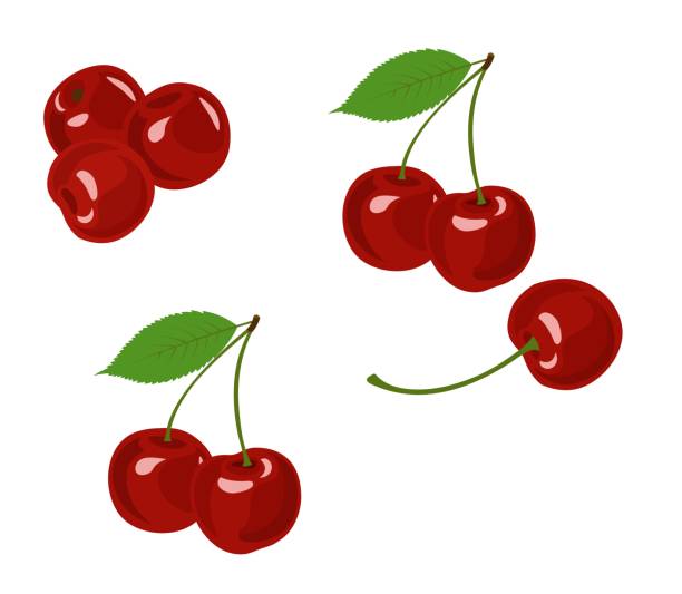 Cherry vector illustration. Cherry collection on white background. Cherry isolated vector illustration. Cherry collection on white background. cherry stock illustrations