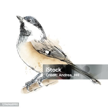istock Chickadee Drawn in Pen and Watercolor. EPS10 Vector Illustration 1296968990