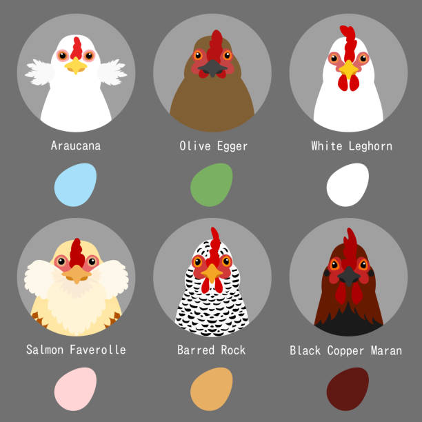 chicken breeds and egg colors set chicken breeds and egg colors set white leghorn stock illustrations