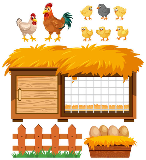 Chicken coop and many chickens on white background Chicken coop and many chickens on white background illustration chicken coop stock illustrations