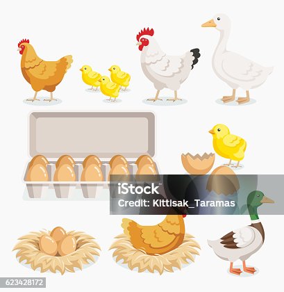 istock Chicken duck chick and chicken eggs on the nests. 623428172
