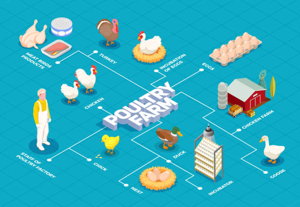 chicken farm poultry production isometric flowchart Poultry farm flowchart with chicken farm turkey goose birds eggs meat products isometric elements vector illustration drake stock illustrations