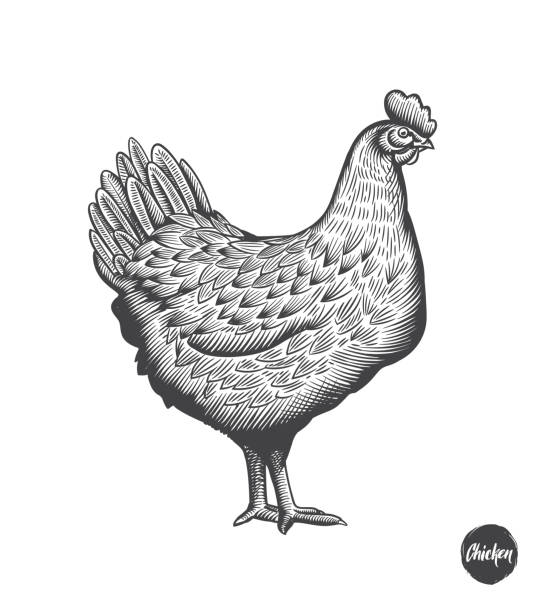 Chicken hand drawn illustration in engraving or woodcut style. Hen meat and eggs vintage produce elements. Badges and design elements for the chicken manufacturing. Vector illustration. Chicken hand drawn illustration in engraving or woodcut style. Hen meat and eggs vintage produce elements. Badges and design elements for the chicken manufacturing. Vector illustration chicken stock illustrations