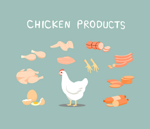 illustrazioni stock, clip art, cartoni animati e icone di tendenza di prodotti a base di pollo è un alimento popolare. i prodotti a base di pollo possono essere lavorati in una varietà di tipi. - bologna
