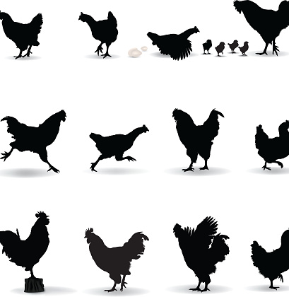 鶏のシルエット つつくのベクターアート素材や画像を多数ご用意 Istock