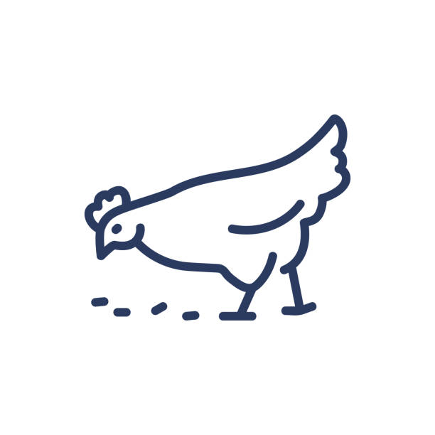 Chicken thin line icon Chicken thin line icon. Hen picking grains isolated outline sign. Farming, agriculture, poultry concept. Vector illustration symbol element for web design and apps chicken meat stock illustrations