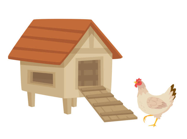 chicken_hatch_stage Hen near the henhouse. Vector cartoon style illustration isolated on white background. chicken coop stock illustrations