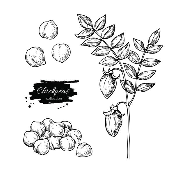Chickpeas hand drawn vector illustration. Isolated Vegetable engraved style object. Chickpeas hand drawn vector illustration. Isolated Vegetable engraved style object. Detailed vegetarian food drawing. Farm market product. Great for menu, label, icon chick pea stock illustrations