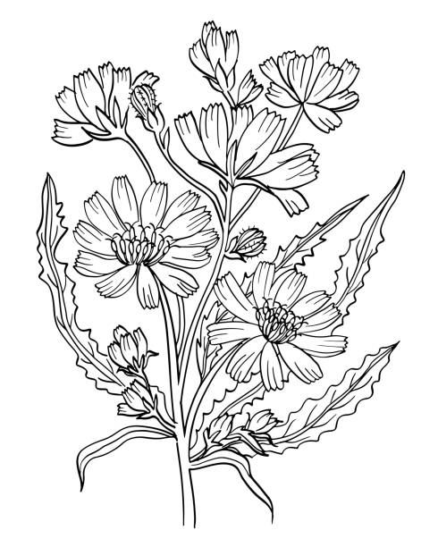 Chicory summer flower black and white outline drawing coloring vector illustration vector art illustration