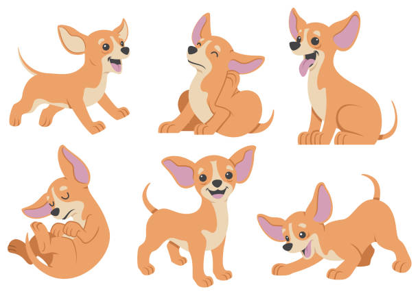 chihuahua dog cartoon set vector of chihuahua dog cartoon set chihuahua dog stock illustrations