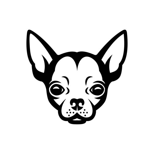 Chihuahua face - isolated vector illustration Chihuahua face chihuahua dog stock illustrations