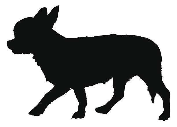 Short Haired Chihuahua Illustrations Illustrations Royalty Free
