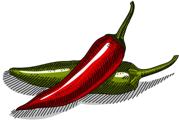 Royalty Free Red Chilli Clip Art Vector Images Royalty Free Red Chilli Clip Art Vector Images