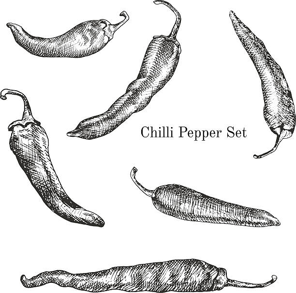 Chilli peppers ink sketches set Chilli peppers ink sketches set. Contour outline style cayenne pepper stock illustrations