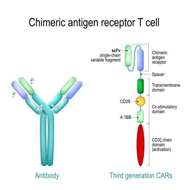 Chimeric antigen receptor T cell and Antibody molecule. IgE and CAR. Chimeric antigen receptor T cell and Antibody molecule. IgE and CAR. Artificial T cell receptors are proteins that have been engineered for cancer therapy. genetically engineered. Vector diagram for medical, educational and science use receptor stock illustrations