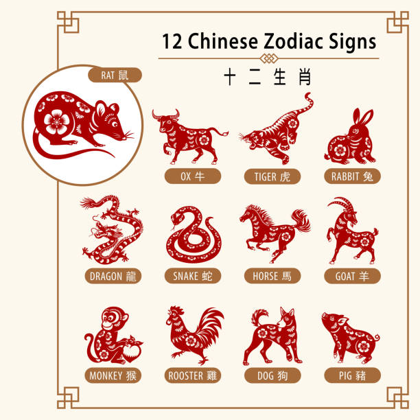 12 Chinese Zodiac Signs 12 Chinese zodiac animals are used to represent years of the lunar calendar, in order are: rat, ox, tiger, rabbit, dragon, snake, horse, goat, monkey, rooster, dog and pig. bull animal stock illustrations