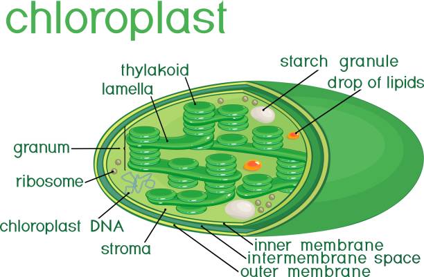Image result for Chloroplast images