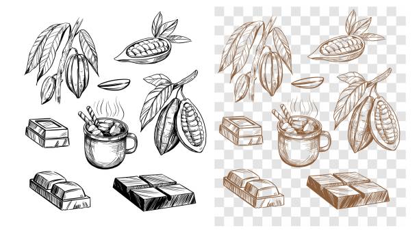 czekolada, ziarenka kakao, gorąca czekolada. zestaw ilustracji konspektu. wektor na przezroczystym tle - cocoa stock illustrations