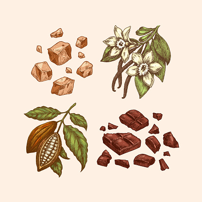 Chocolate ingredients collection. Engraved style. Cocoa bean, chocolate bar explosion, toffee and vanilla bean and flower. Vector illustration